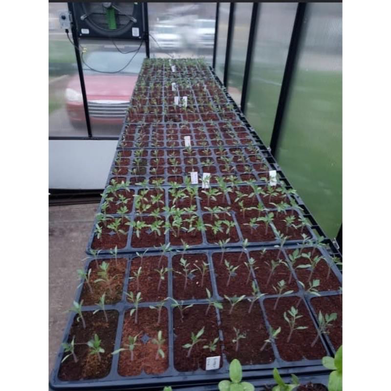 monticello-mojave-greenhouse-tons-of-seedlings-growing